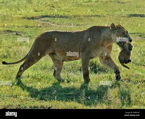 Lioness Carrying Cub On Grassy Field Stock Photo Alamy