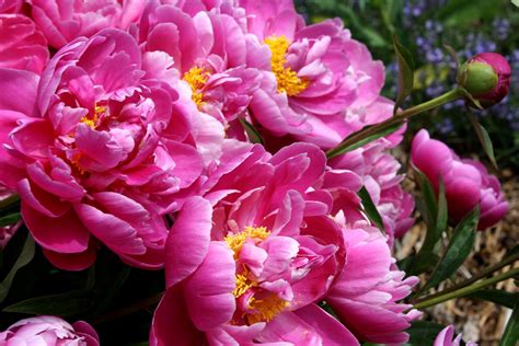 However, this element comes with a sense of beauty. 20+ Fabulous Pink Flower Backgrounds | Free & Premium ...