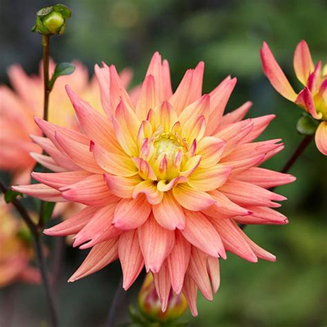 To answer queries like are cactus poisonous to dogs or are cactus poisonous to cats, we need to pinpoint the perilous ones. Are Dahlias Poisonous To Cats