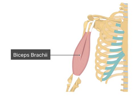 Biceps Brachii Attachments Action And Innervation
