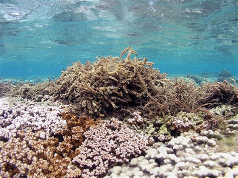 To Save Corals In An Oahu Bay First Vacuum Up Invasive Algae Then