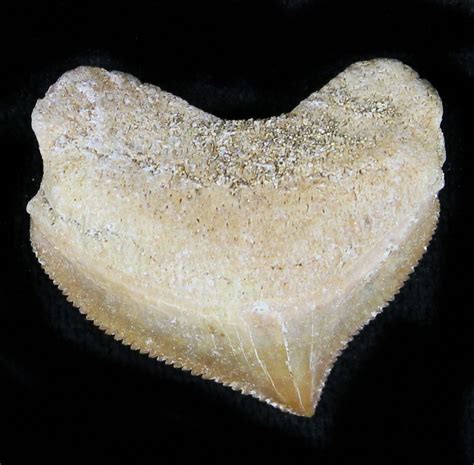 Nice Squalicorax Crow Shark Fossil Tooth For Sale 23519