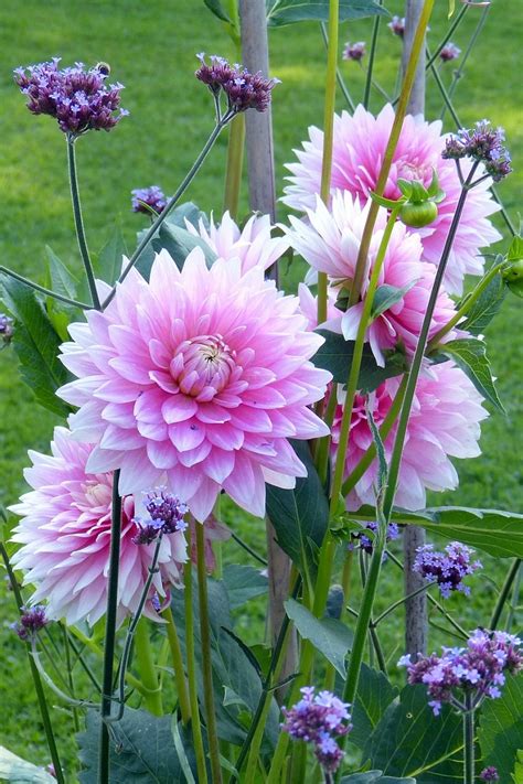 Top 10 Plants And Bulbs For Planting In Spring