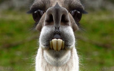 Cute Funny Animalz Funny Llama Latest Pictures 2014