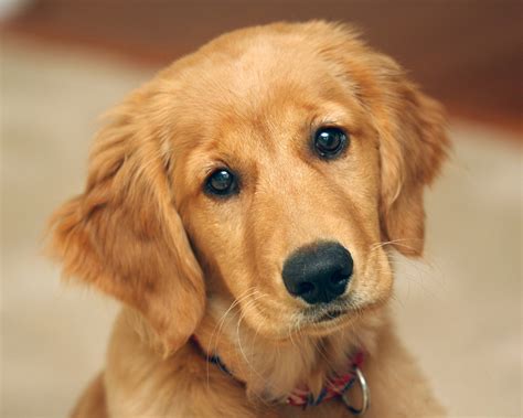 Cute Baby Golden Retriever Puppies Images