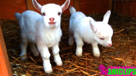 Funny And Cute Baby Goats Compilation Funny Animals