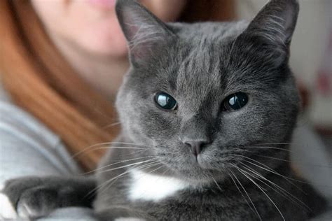 Hypoallergenic Cat Breeds The Best And Worst For Allergies Ray Zee