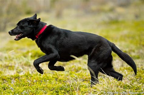 Romping And Rolling In The Rockies A Special Black Dog