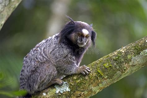 Find the perfect black tufted ear marmoset stock photos and editorial news pictures from getty images. Black-tufted Marmoset, Endemic Primate Of Brazil Stock ...