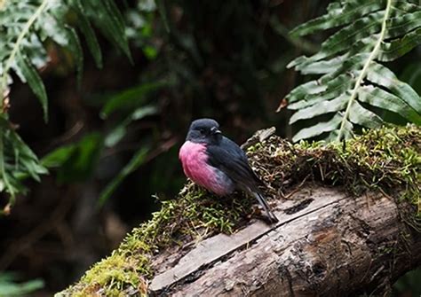 Do Pink Robins Petroica Rodinogaster Live Outside Australia