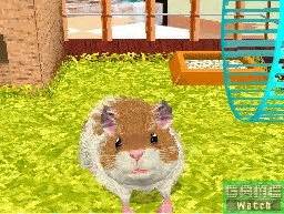 This activity packet is for the adorable picture book hot rod hamster by cynthia lord. Cuida un hamster en la NDS