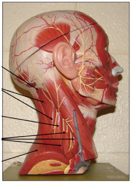 Muscles Of The Neck And Head Lab Midterm Diagram Quizlet