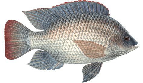 Tilapia Benefits Prevents Arthritis Prostate Cancer And Ageing