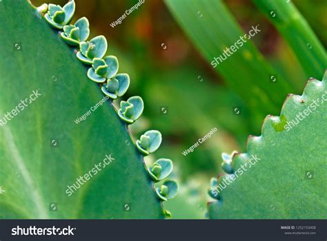 Life Plant Miracle Leaf Bryophyllum Pinnatum Stock Photo 1252153408