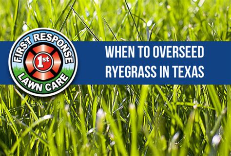 Overseeding Ryegrass Millikens Irrigation And Lawn Maintenance First