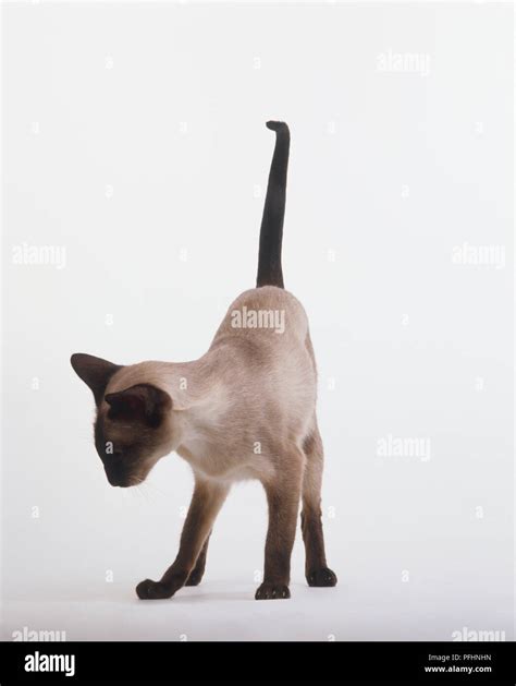 Siamese Cat Felis Silvestris Catus Standing With Its Dark Tail