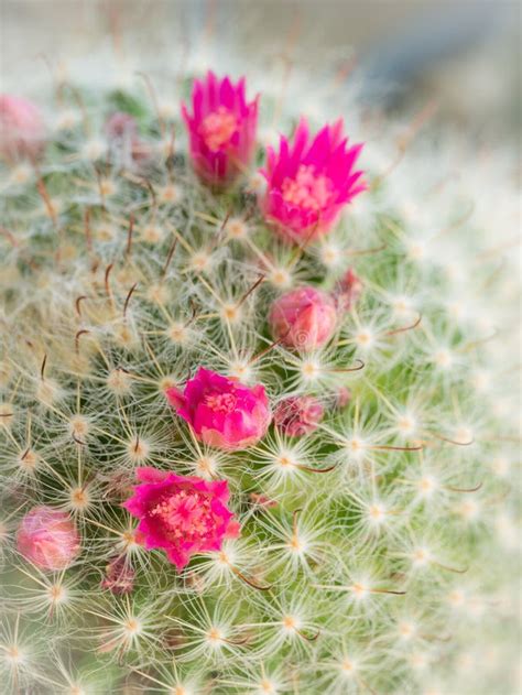 Pink Cactus Flower Arranging Stock Image Image Of Green Flowerpot