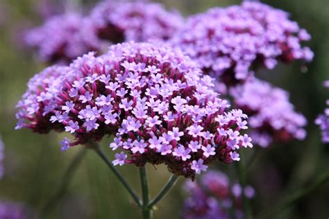 Small purple flowers purple wildflowers wild flowers beautiful flowers flower fairies flower art australian native flowers california garden. Amboise Daily Photo: tiny purple flowers