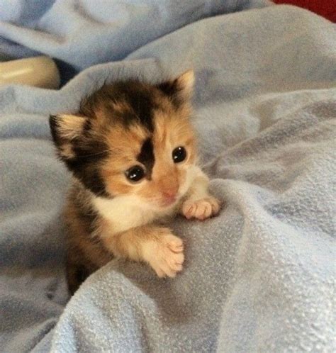 Tiny Calico Kitten Rescued Hours After Birth Cute Cats And Kittens