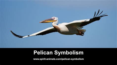 Pelican Symbolism Youtube