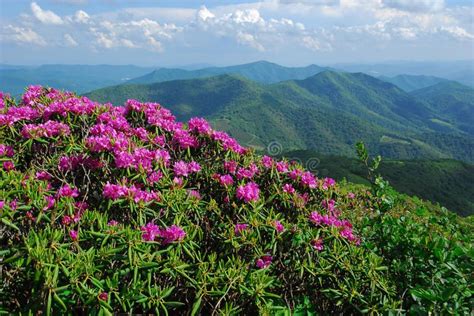 North Carolina Mountains And Wildflowers June Blooms Of Catawba