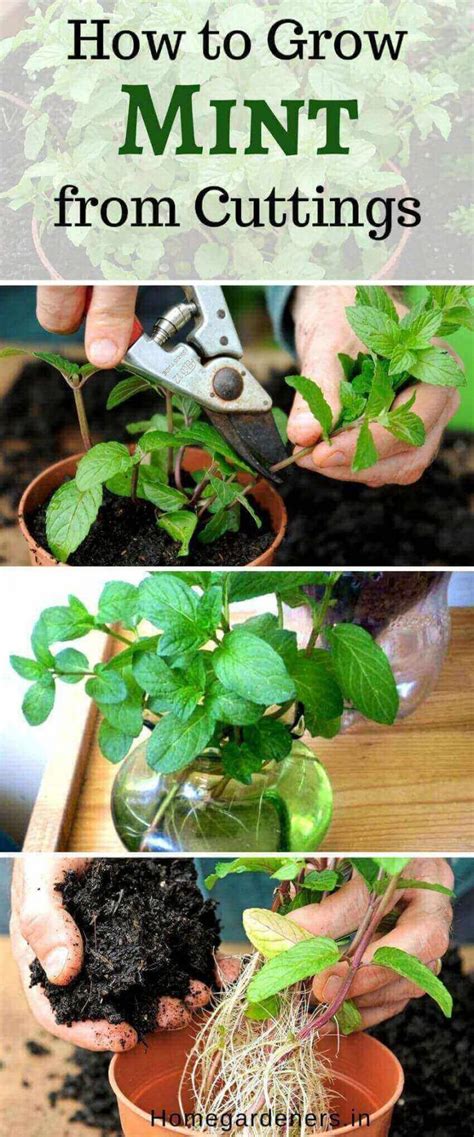 Mentha How To Plant Grow And Care For Mint Easily Mint Plants