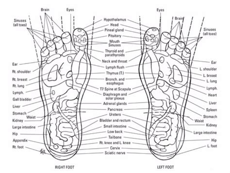 Printable Foot Reflexology Charts Maps Templatelab Reflexology Hand Chart Foot Massage