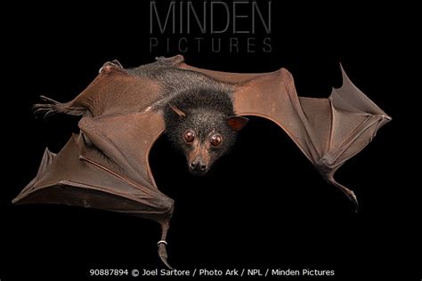 Minden Pictures Malayan Flying Fox Bat Pteropus Vampyrus Lanensis