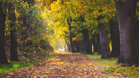 Download Wallpaper 1920x1080 Park Autumn Foliage Trees Path Full Hd Hdtv Fhd 1080p Hd