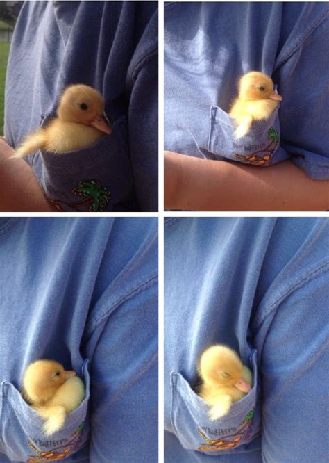 Baby Duck Falling Asleep In A Shirt Pocket Cute Animals Ducky Baby