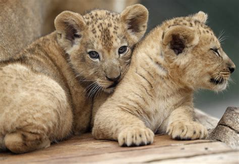 Almost Extinct Type of Barbary Lion Cubs Born in Czech Zoo - Catman