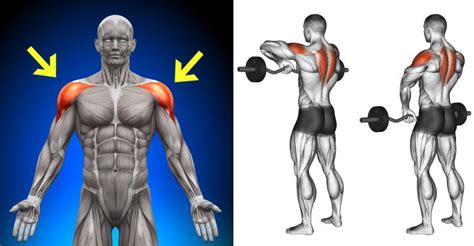 6 Most Effective Exercises For Building Massive Shoulders ~