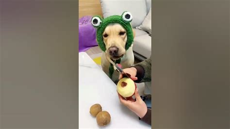 Funny Dog Reaction 😅 Video ️ Catsdogsvideo Shorts Youtube