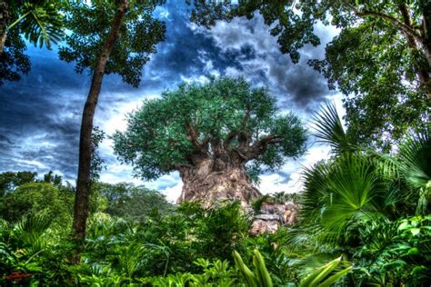 50 Disney Tree Of Life Wallpaper On Wallpapersafari