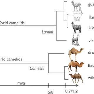 These are included in this analysis for a matter of. (PDF) The history of Old World camelids in the light of ...