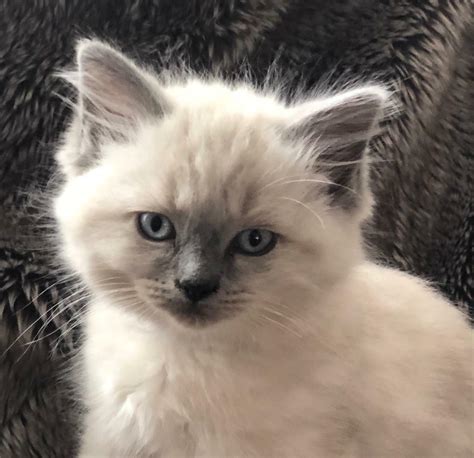 Ragdoll X British Short Hair Kittens In Carterton Oxfordshire Gumtree