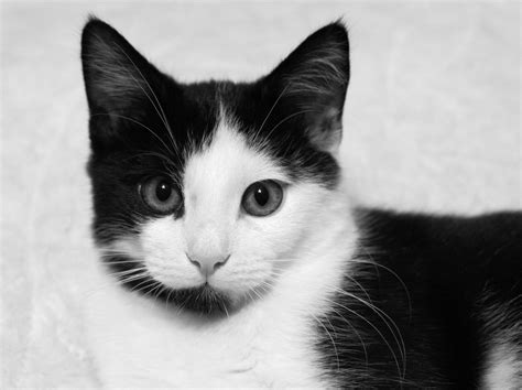 Black And White Cat Monochrome Free Stock Photo Public Domain Pictures