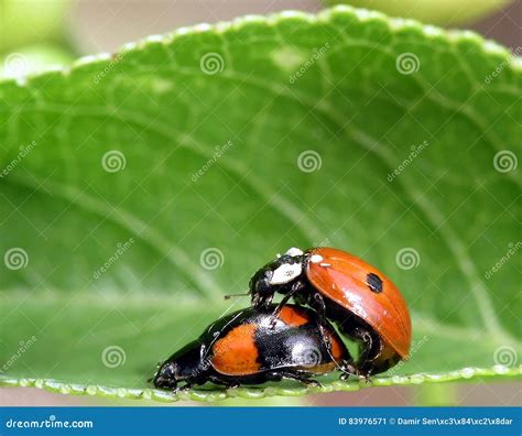 Two Ladybugs Stock Image Image Of Cute Ladybug Lady 83976571