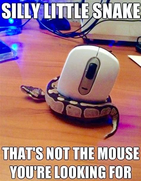 Silly Snake Got The Wrong Mouse Cute Snake Cute Animal Memes Cute