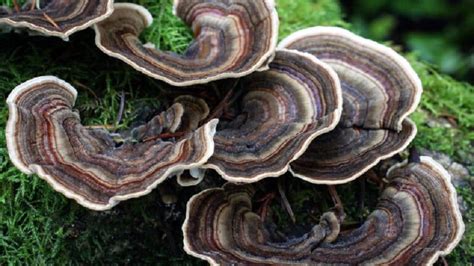 turkey tail mushroom identification unlocking nature s patterns