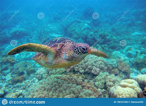 Sea Turtle In Coral Reef Exotic Marine Turtle Underwater