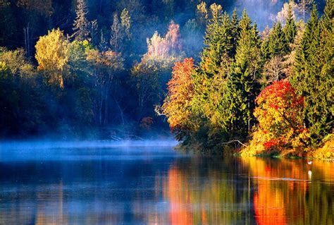 1170x2532px 1080p Free Download Autumn Foggy Grass Yellow Beauty