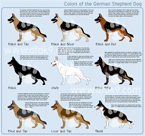 German Shepherd Colors By Mausergirl On Deviantart