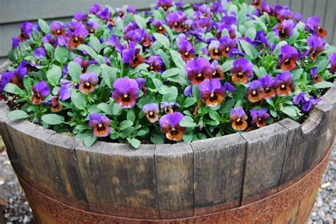 Pansies I Have Loved Part 2 Pansies Container Gardening Creature