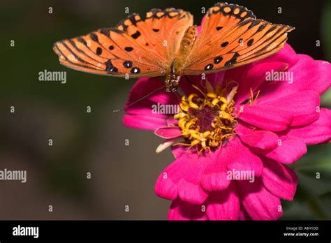 Gulf Fritillary Butterfly Stock Photo Alamy