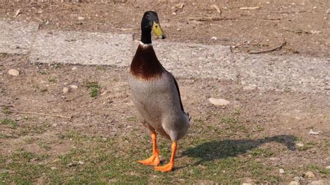 Divlja Patka Anas Platyrhynchos Mallard Croatia Birdforum