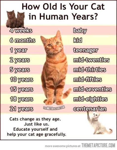 Find your cat's human age in years with this free calculator. The age of your cat in human years… | Cat ages, Cat years ...