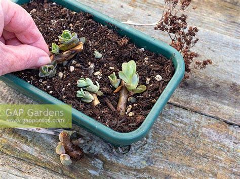 Propagation Of Sedum From Plantlets By Jacqui Dracup Gap Gardens