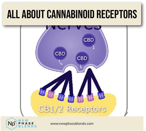 Cannabinoid Receptors And Their Functions