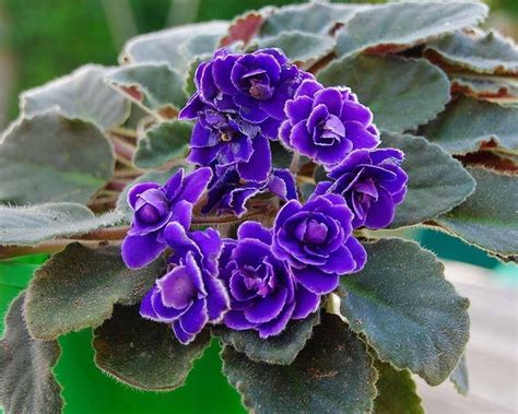 Piante da interno con fiore in estate. Piante con fiori - Alberi Latifolie - Piante con fiori colorati per il giardino
